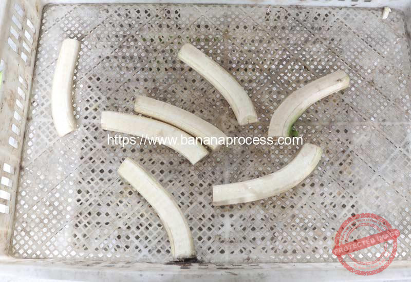 Peeled-Green-Banana-from-Green-Banana-Peeling-Machine